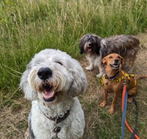 dog_walking_at_regents_park