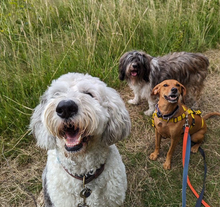 Read more about the article Group Dog Walking vs Solo Dog Walking: Which Is Best for Your Dog?