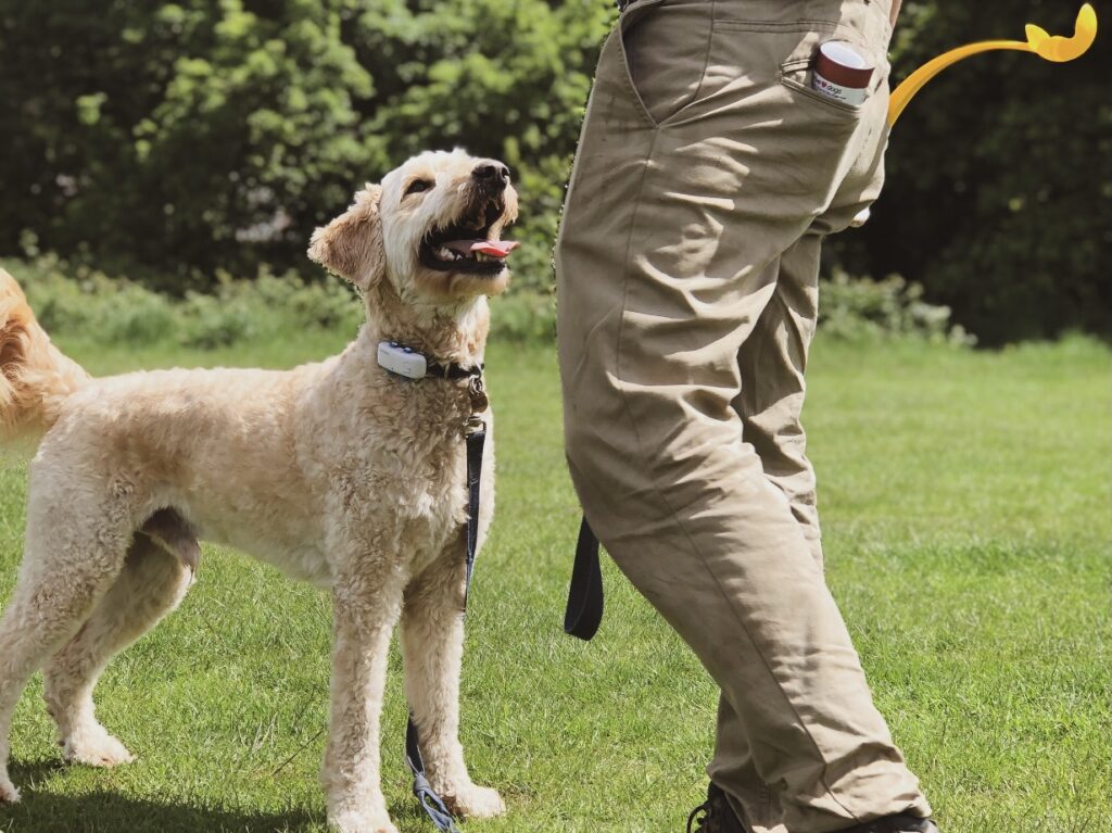 dog_training_with_an_experienced_trainer