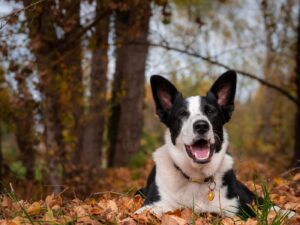 happy_group_walk_dog