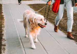 walking_a_dog_that_pulls
