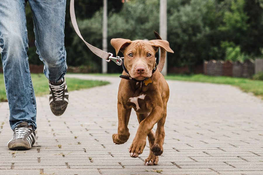 Read more about the article Going Back to Work? How to Get Your Dog Back Into a Routine After Summer