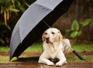 dog_walking_in_the_rain
